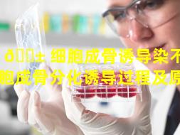 干 🐱 细胞成骨诱导染不出（干细胞成骨分化诱导过程及原理）